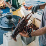 Banned Australian lobsters are sneaking into China via Hong Kong
