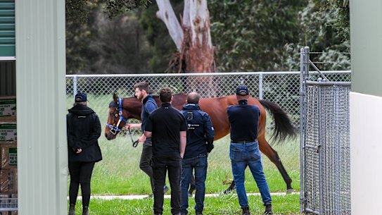 Vets inspect horses at Werribee on the eve of last year’s Melbourne Cup.