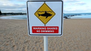 Surfers are resistant to shark warnings.