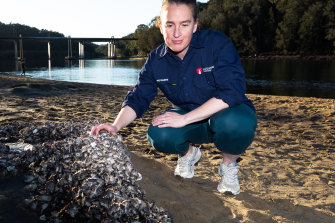 Professor Melanie Bishop from Macquarie University examining oysters at low tide near Roseville Bridge.