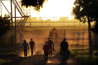 Horses returning to their stables after early morning trackwork at Caulfield.