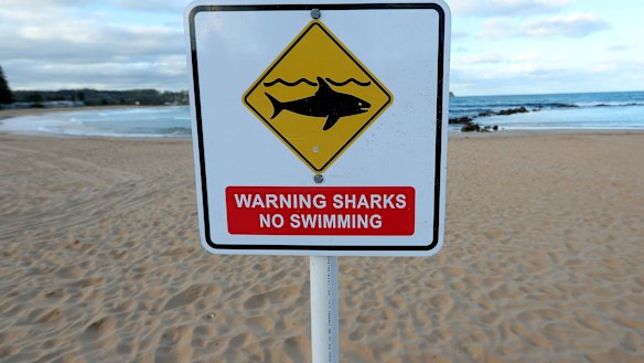 Surfers are resistant to shark warnings.