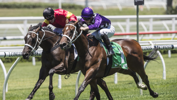 Oaks chance: Zalatte, seen here winning at Randwick on Boxing Day, could land Chris Waller a group 1 record.