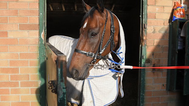 Two-time Everest winner Redzel is a $9.50 chance for this year's edition.