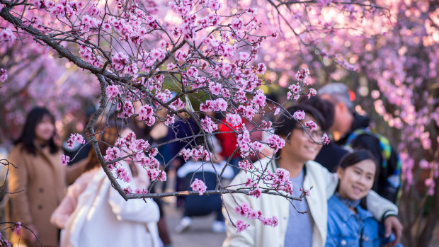 Cherry Blossoms in bloom at Auburn Botanical Gardens.