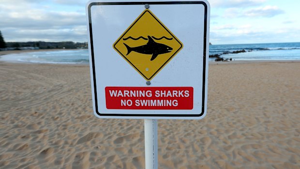 Surfers are resistant to shark warnings.