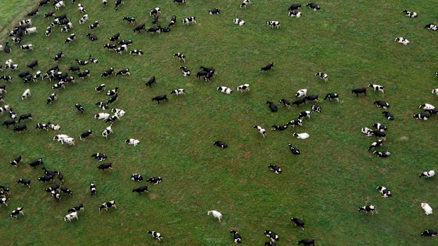 Cows in a paddock. Australia produces plenty of dairy and beef but the future holds its own challenges.  
