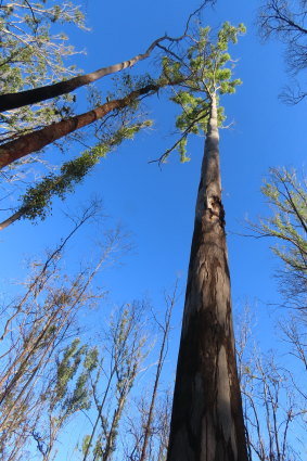 Forestry Corp says it will increase protections for koala in its logging of partially or unburnt regions.