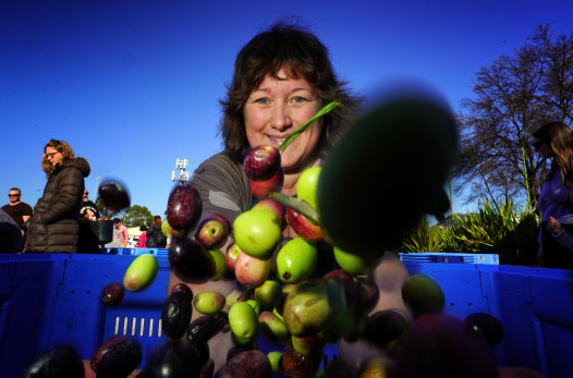 Backyard bounty: Clare MacDonald brought 10 kilograms of olives to be made into oil.