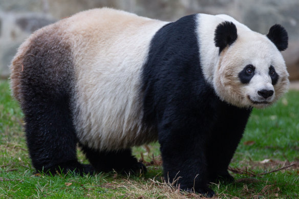 Even through a camera lens, 
Mei Xiang’s mood radiated. It's fair to say she was fed up.