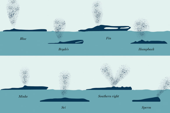 Watching for whales? Then know that different species can be identified by their silhouettes and blow types. 