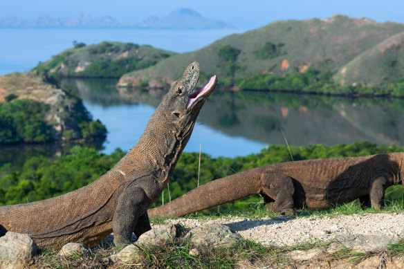 Komodo and its dragons.