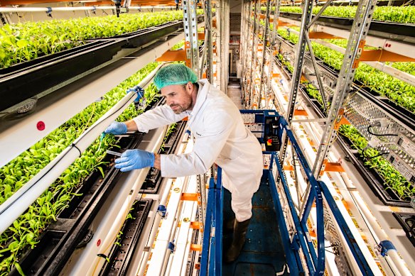 Sebastien Eckersley-Maslin at Phyllome’s robot-powered “farm”, which will host plants that may one day grow edible medicine. 