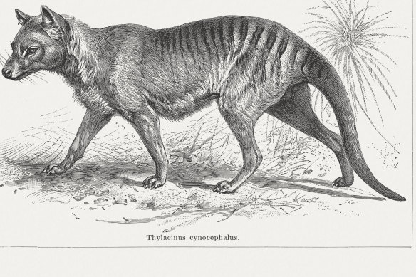 An artist’s engraving from 1897 captures the thylacine.