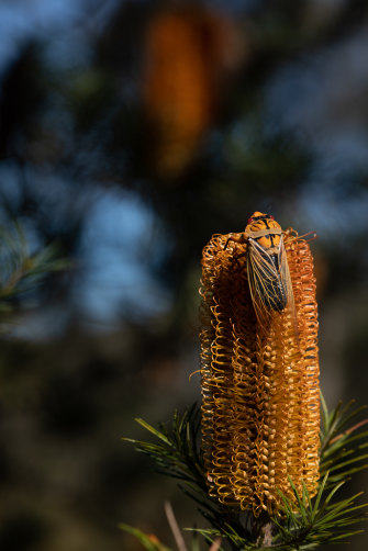 A Masked Devil camouflaged on a banksia in the Blue Mountains in NSW.