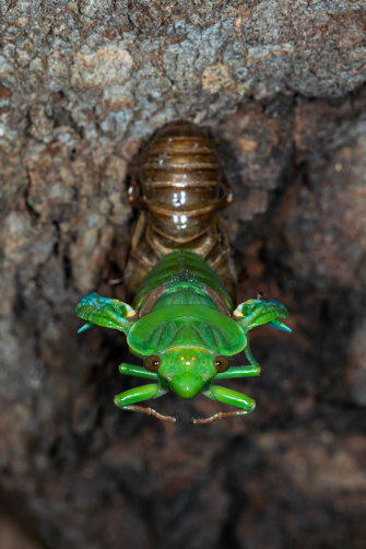 A Greengrocer cicada emerges from its shell. 