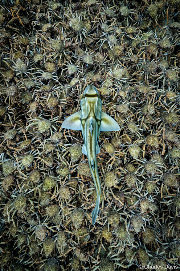 Charles Davis’ award-winning shot PJ & Crabs which is on display at the Australian Geographic Nature Photographer of the Year exhibition at the Australian Museum. 