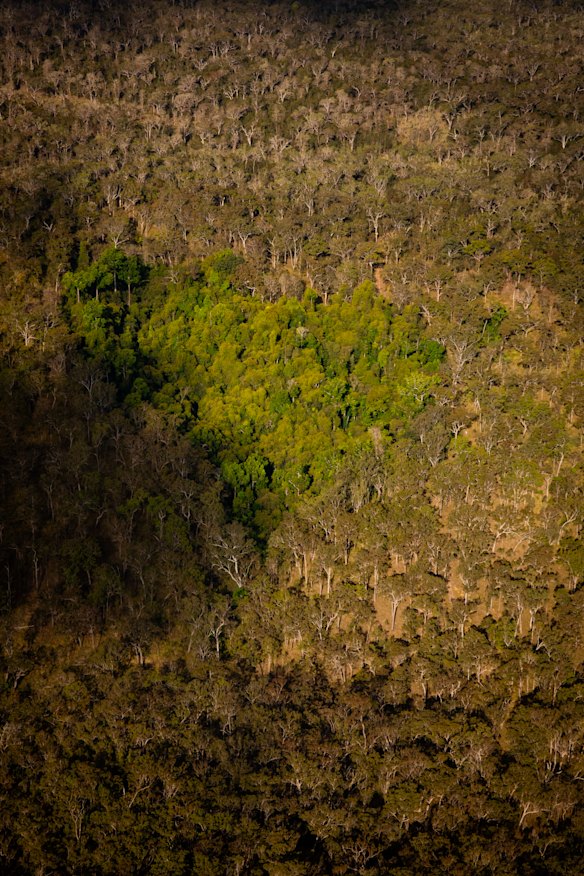 An aerial view of a heart-shaped area of rainforest.