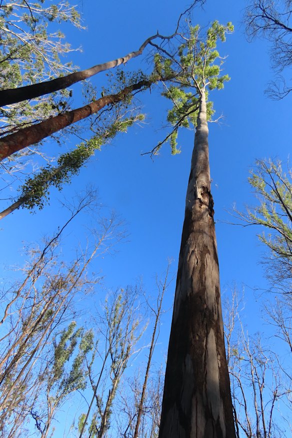Forestry Corp says it will increase protections for koala in its logging of partially or unburnt regions.