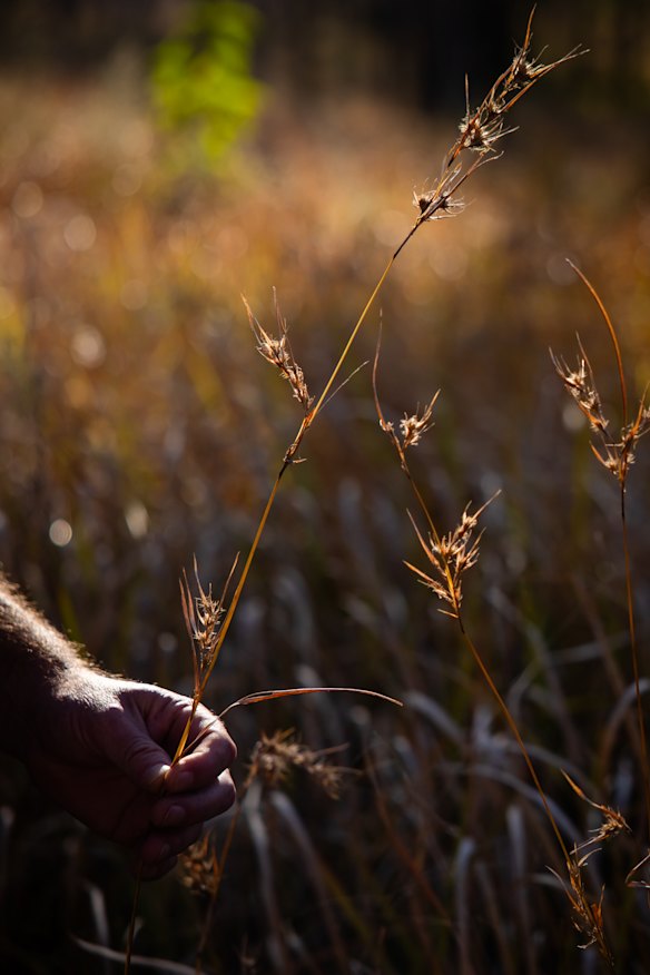 Head of Fire and Infrastructure Rhys Swain holds kangaroo grass on the Yourka.