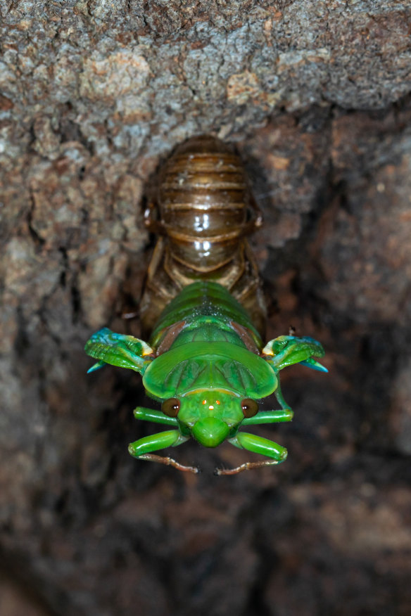 Why do cicadas make noise at dusk?