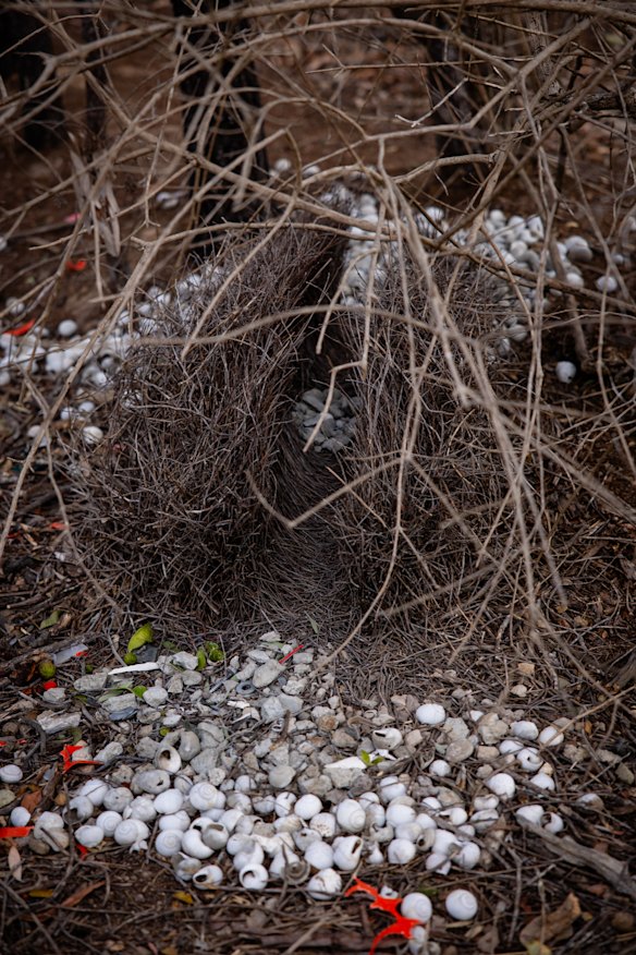 The bower of a great bowerbird, replete with snail chairs, tape, bottlecaps and screws.