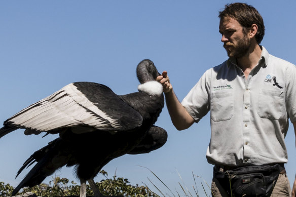 Bird keeper Brendan Host with the Condor at Taronga Zoo.