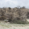 Fires threaten sensitive K’gari dune systems, report warns