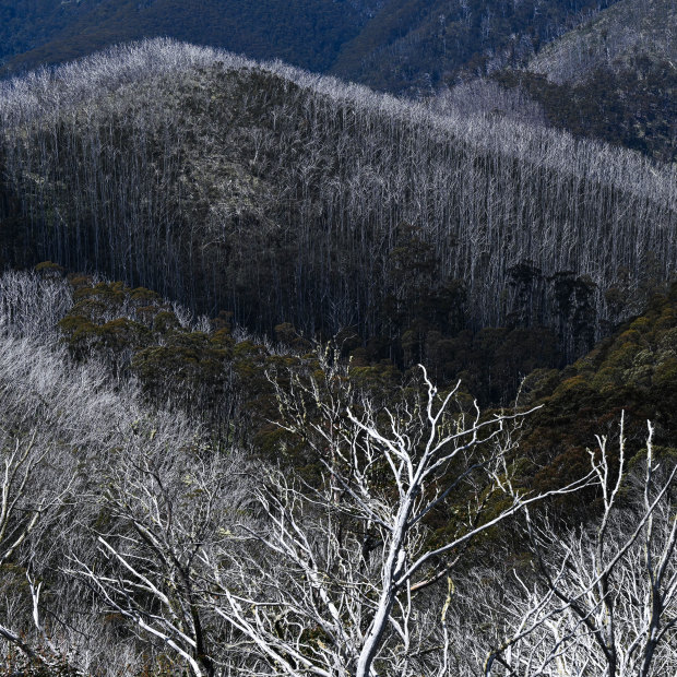 Dead snow gums on the slopes near Mount Hotham