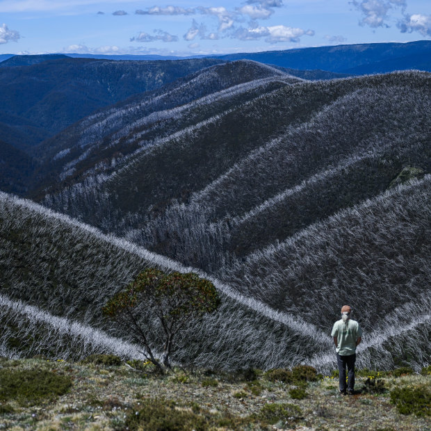 Cam Walker, from Friends of the Earth, at an area near Mount Hotham which has been burnt repeatedly in recent years. 