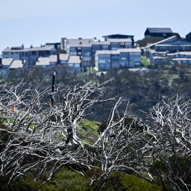 An area near Mount Hotham which has been burnt in recent years, with Hotham Heights village in the background. 