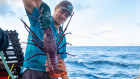 A lobster is hauled aboard King Diver by one of the crew members, to be consumed by passengers aboard the Eco-Abrolhos cruise ship.