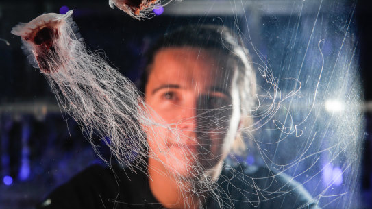 Jarvis Aland, jellyfish keeper at Sea Life Melbourne Aquarium.