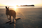 In Mackay you can see kangaroos and wallabies at Cape Hillsborough.