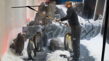 Aquarium staff preparing for yesterday's reopening.