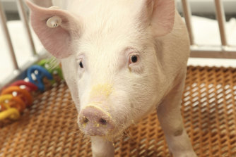 A GalSafe pig, genetically engineered to eliminate a particular sugar that causes rejection by humans. 