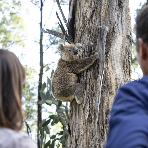 A koala is released after its tracking collar was removed.