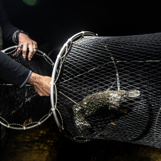 Delphi, an adult female platypus, was translocated from the Snowy River to the Royal National Park last May and caught again for a health check last Saturday.