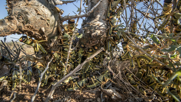 Young desert locusts that have not yet grown wings crowd together on a thorny bush in the desert near Garowe, Somalia.