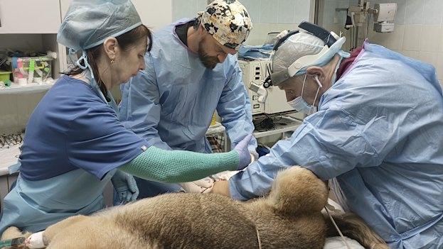Campbell in the south-eastern Ukrainian city of Zaporizhzhia in April, helping perform surgery on a stray dog with a fractured leg.