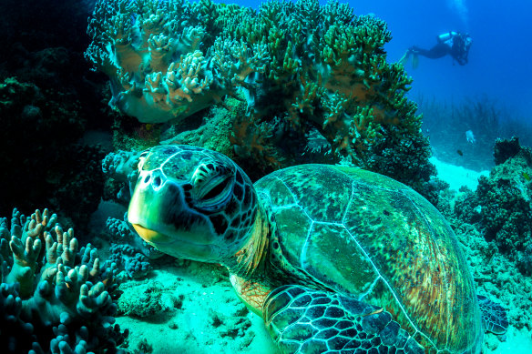 A large green sea turtle takes some downtime while Camp, in the background, makes her way to her work site. 