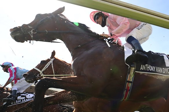 Racing Victoria is moving to the next phase of its Equine Limb Injury Prevention program.