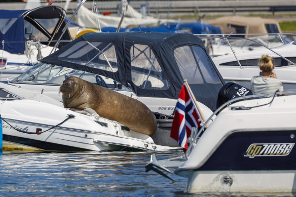 Freya the walrus liked to climb onto boats, sometimes sinking them.  