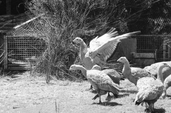 Cape Barren geese at their new home on King Island in 1972.