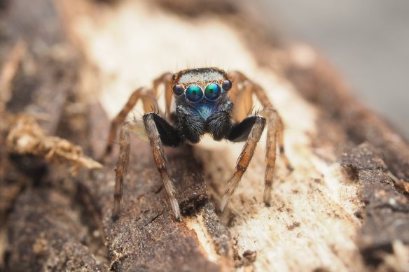 The new species of jumping spider discovered by Amanda De George.