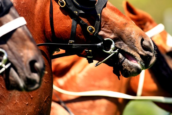 Racing returns to Wagga on Monday.