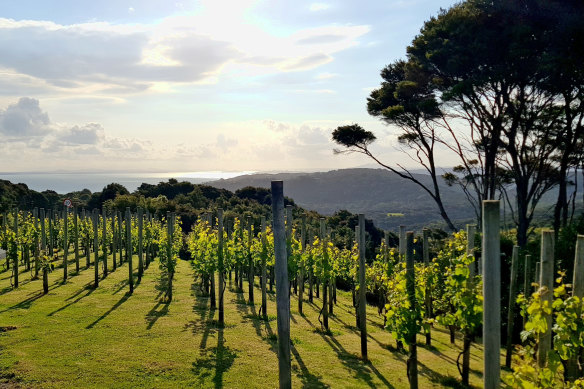 Waiheke Island has quickly become a top wine destination.  