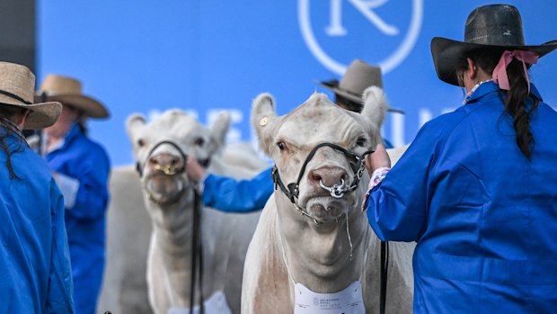 Australian beef cattle are judged at the Royal Melbourne show last year.