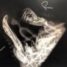 Brisbane vet clinic performs rare surgery on snake's mouth