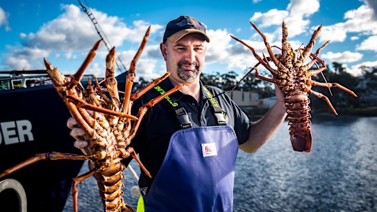 Tonnes of lobster will be flown overseas. 